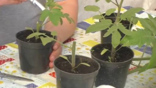 🚫🌱Как остановить вытягивание томатов – экстремальный метод, который работает! смотреть онлайн