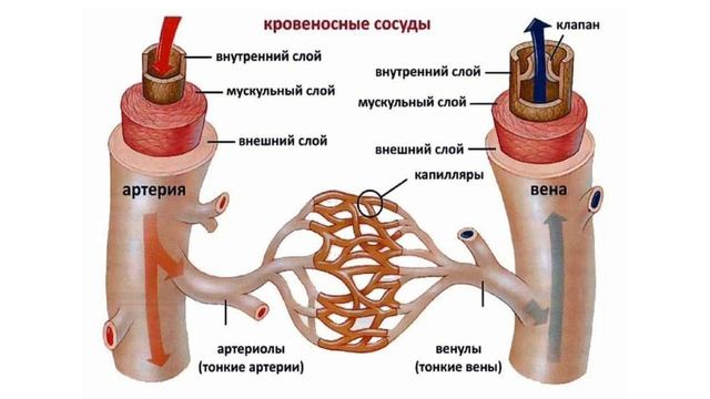 Как влияет фитнес-браслет на 2 типа крови в организме человека и на сердце?