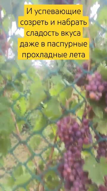 Услуги под ключ виноградного хобби: посадка, уход, обр? смотреть онлайн