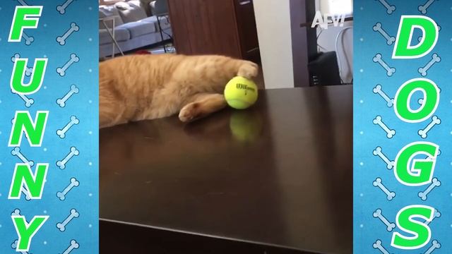 Подборка лучших приколов с собаками. Funniest Dog Video Compilation. смотреть онлайн