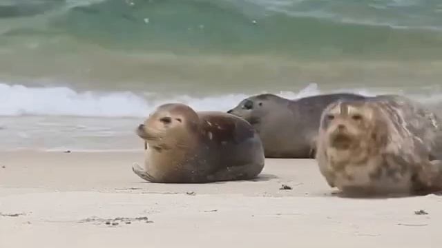 Тюлень смотреть онлайн