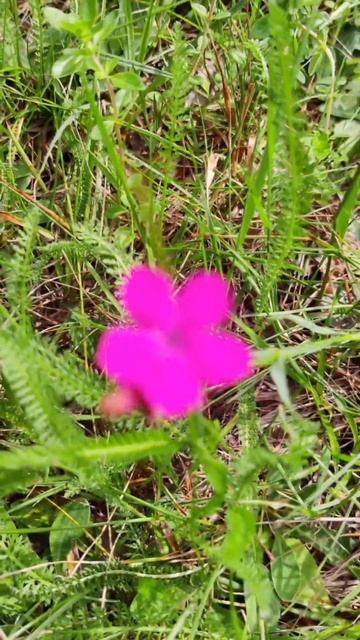 Невероятно яркий #цветок 🌼 - дикие 🌾 #растения и крас? смотреть онлайн