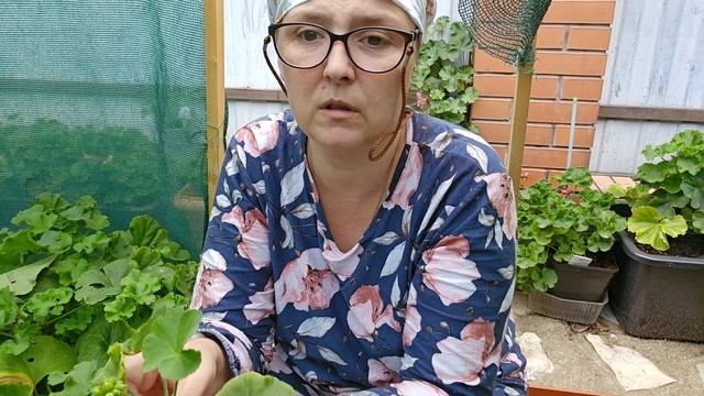 Обрезка и черенкование пеларгонии смотреть онлайн