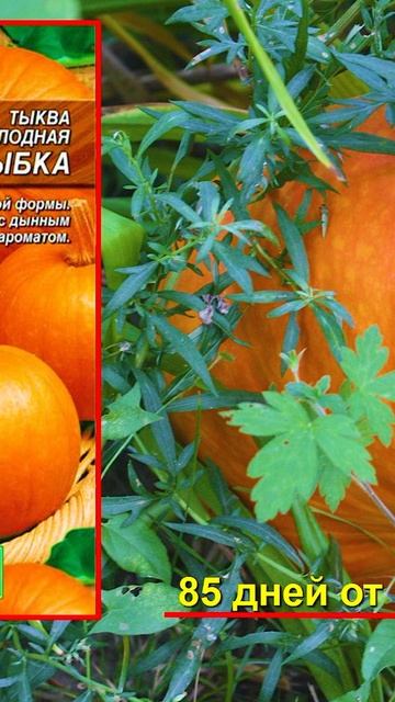 Посейте эти семена тыквы в 2025 🎃 смотреть онлайн