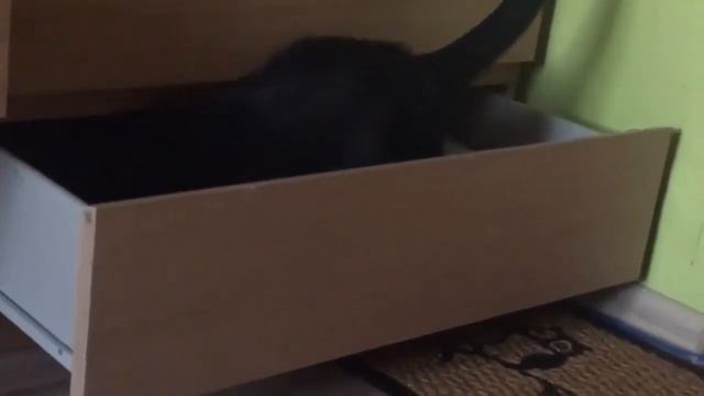 18.03.2020 - Котик Сироп уехал домой (видео из дома) смотреть онлайн