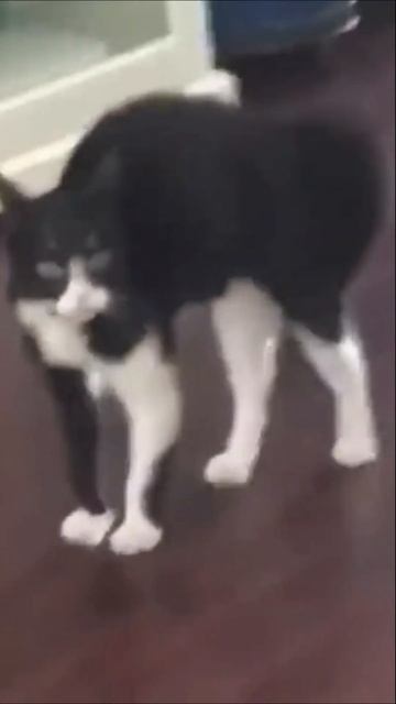 Смешные видео - КОШКИ 😂 Смешные коты приколы с котами до слез #artemonchik #short #catlovers смотреть онлайн