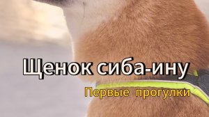 Первые прогулки со щенком сиба-ину