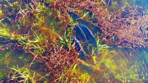 НЕРЕСТ КРУПНОГО САЗАНА