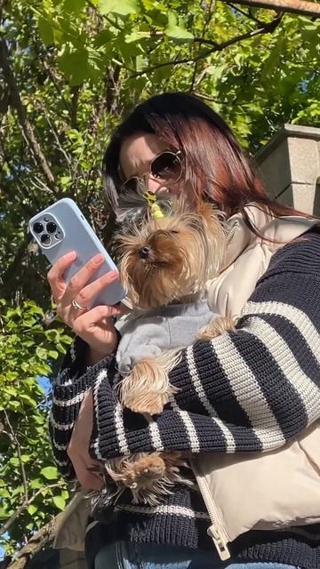 Уже осень 🍂❓#осень #отдых #гамак #йорк #собака #домашн? смотреть онлайн