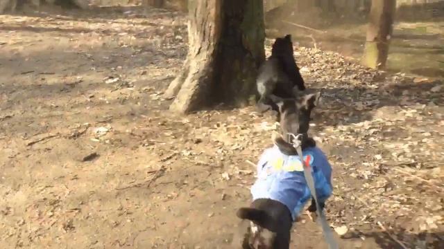 Boerboel, пытаемся дружить с другими собаками смотреть онлайн