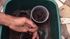 БРУГМАНСИЯ ИЗ СЕМЯН! РЕАЛЬНО ВЫРАСТИТЬ!