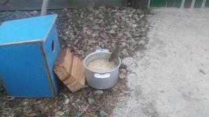 Скворец - перелетная птица