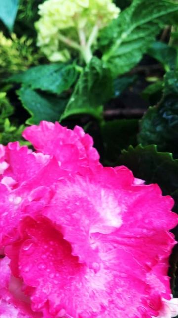 Садовая Палитра смотреть онлайн