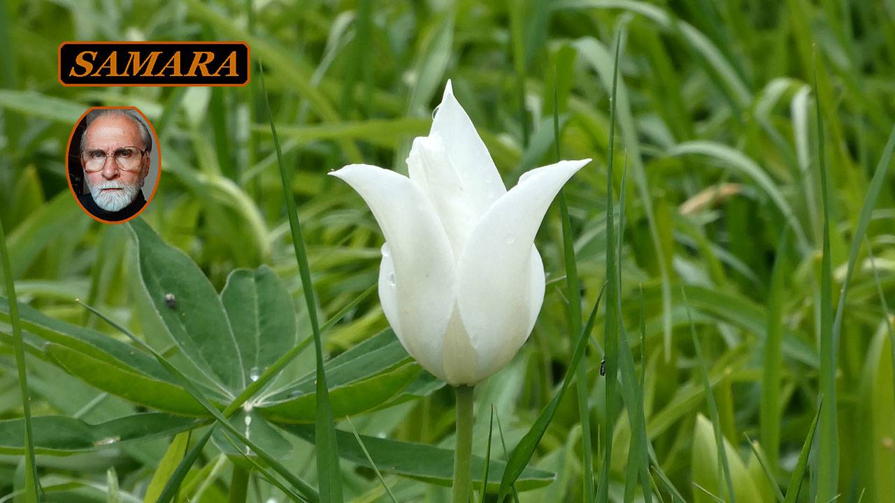 Самара. Ботанический сад. 25-05-09. & Samara. Botanical garden. смотреть онлайн