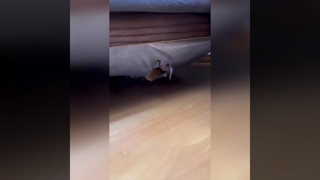 лучшие приколы с животными #2 смотреть онлайн
