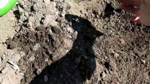 Цветок БИДЕНС из семян. Высадка рассады в открытый гру