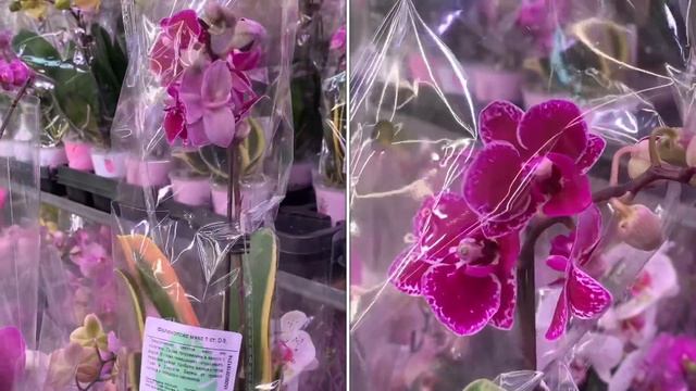 ЛЕМАНА ПРО 2025 Орхидеи, «СДЕЛАННЫЕ В РОССИИ!» Доступна ? смотреть онлайн