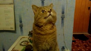 Кот говорит голова болит