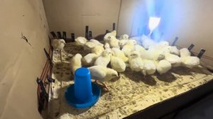 Выращивание цыплят в домашних условиях, сегодня 6 день