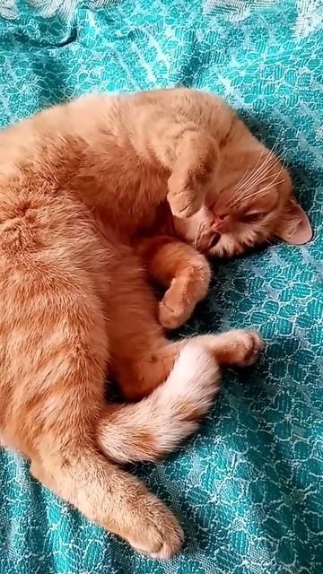 Побольше кабачков посадить😺😺😺 смотреть онлайн