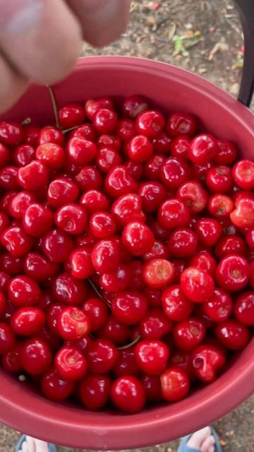 А вы уже ели черешню 😁#черешня #ягоды #природа смотреть онлайн