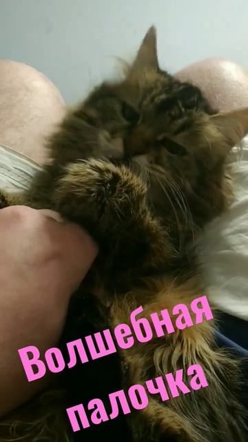 волшебная палочка #shortsvideo #приколы #смешныевидео #1000 #выживание #животные #кот #котики #кошк смотреть онлайн