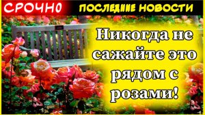Какие растения нельзя сажать рядом с розами: секреты успешного цветника