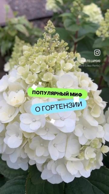 ПОПУЛЯРНЫЙ МИФ О ГОРТЕНЗИИ, читай в описании 👌🏻 смотреть онлайн