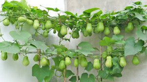 Это самый простой способ выращивать чайот на террасе. Плодов много, но уход не требуется