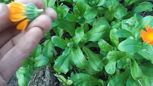 Много будет календулы. смотреть онлайн