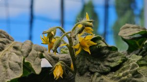 Развитие привитых томатов на подоконнике.