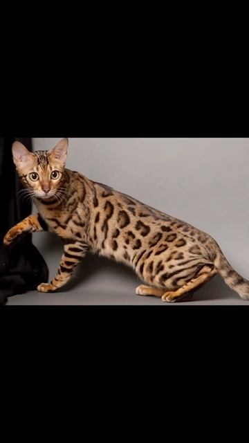 ✨Каким котиком ты бы хотел быть?✨ #shortsvideo #рекомендаци