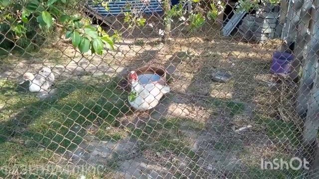 Утка вывела утят и бросила гнездо смотреть онлайн