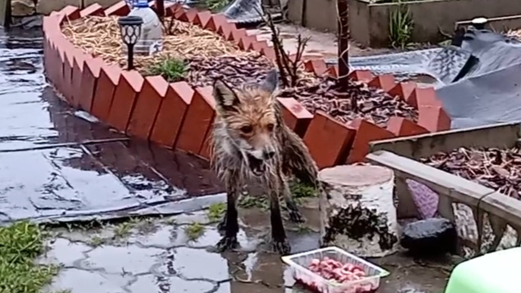 (1013) Лиса приходит в гости. Май 2025 смотреть онлайн