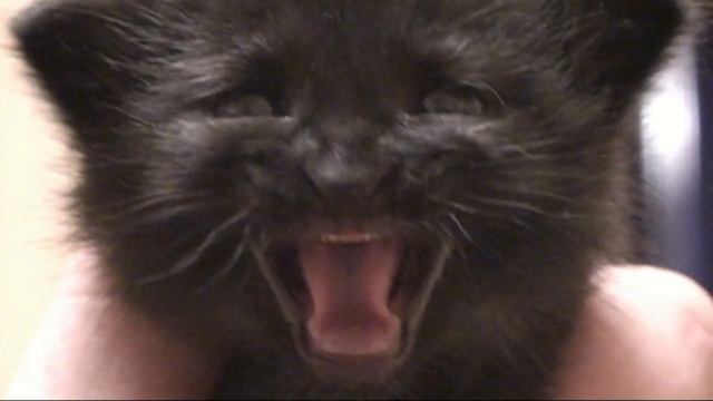 видео с котами топ кора я орал расскажи друзьям 18+ смотреть онлайн