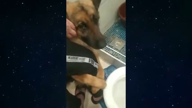 ВОТ ЭТО СМЕШНЫЕ ВИДЕО ПРИКОЛЫ ДО СЛЕЗ. ЧЕРНЫЙ ЮМОР ОТДЫХАЕТ смотреть онлайн