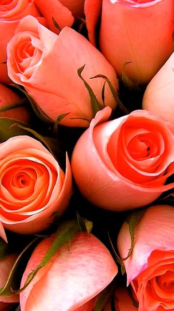 Красивый букет роз. смотреть онлайн