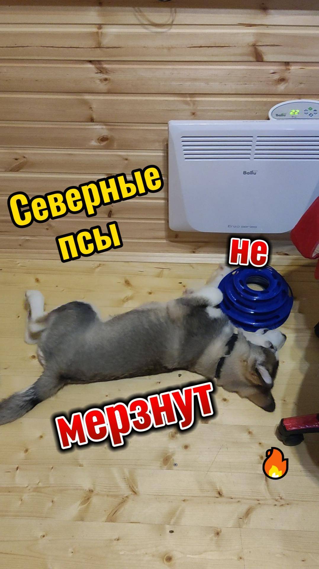 северные псы не мерзнут