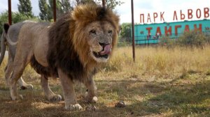 КРЫМ. БЕЛОГОРСК. Парк Львов «Тайган». Часть 1-ая.