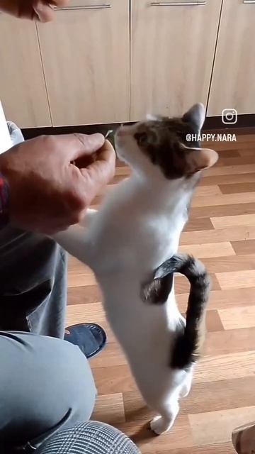 Василий ест траву только с рук 👌😄 #кот #котэ #милота #? смотреть онлайн