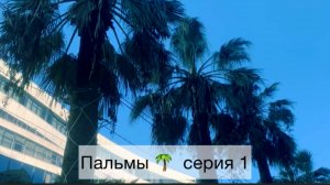 Пальмы серия 1. Обзор семян пальм. Пальмы 🌴 уникальны в интерьере создают гармонию уюта тропиков