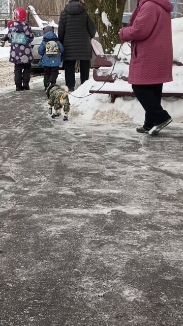 Собака тоже хочет быть модной. смотреть онлайн