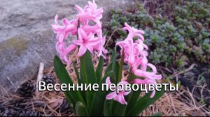 Весенние первоцветы: Хохлатка, гиацинты в моём саду и американский клён, который мешает #цветы