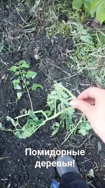 В Поволжье выросли помидорные деревья