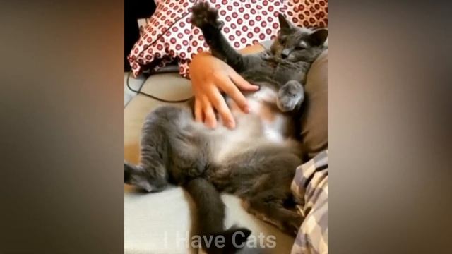 Смешные Кошки и Коты Funny Cats Лучшие Приколы С Котами 2020 смотреть онлайн