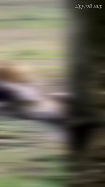 Почему львы не любят гиен? #вмиреживотных #лев #гиена #ж смотреть онлайн