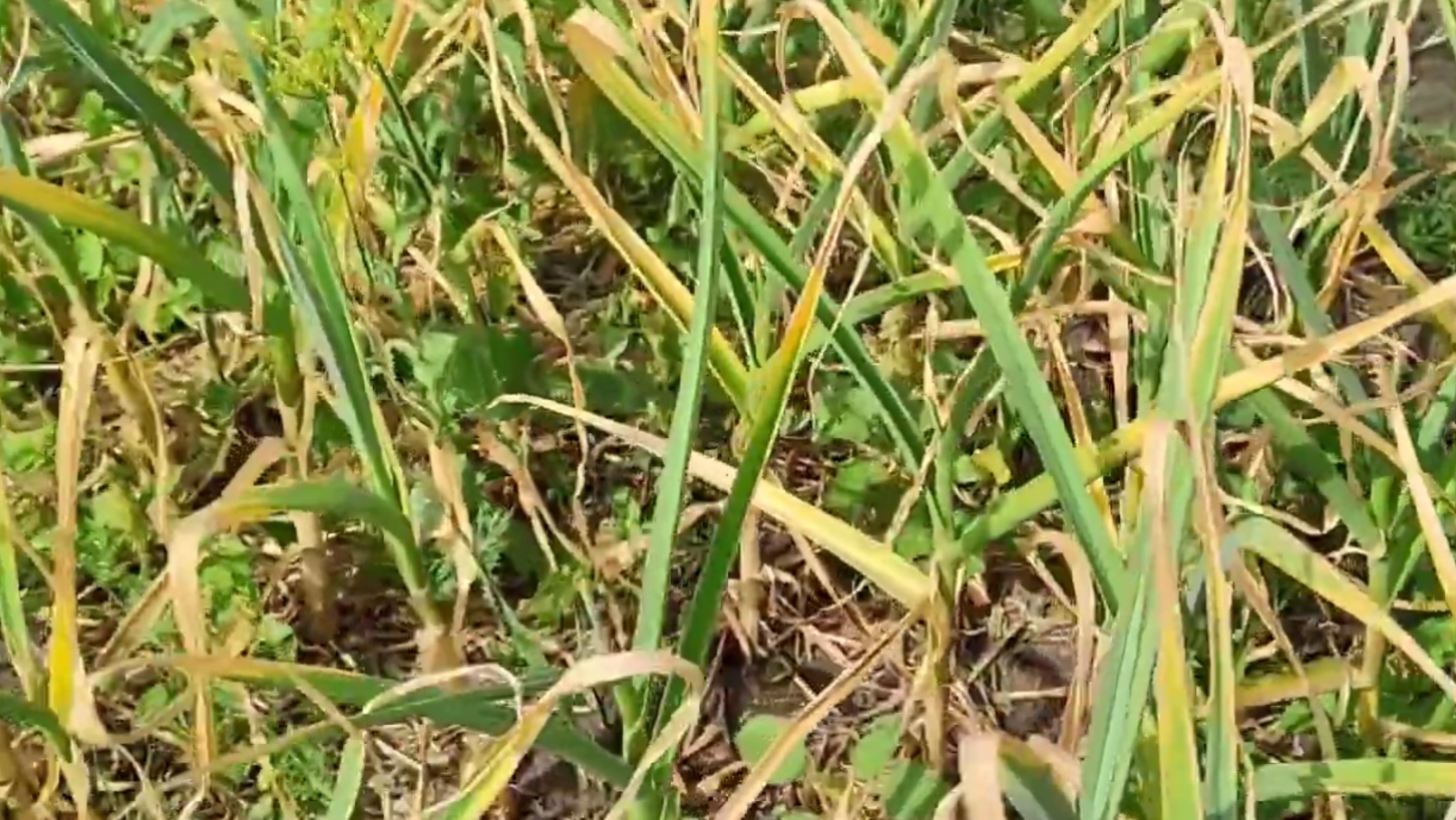 НЕ пропустите УБОРКУ чеснока. Важные ПРИЗНАКИ готовности чеснока к уборке. КОГДА убирать  чеснок.