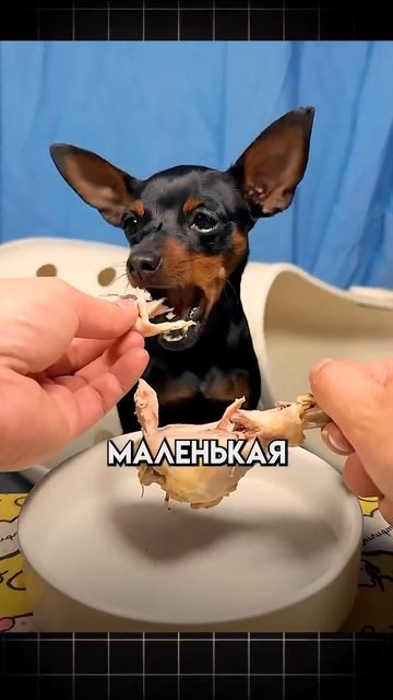 Этот инженер создал фонарик-пистолет опасно ли это ил? смотреть онлайн