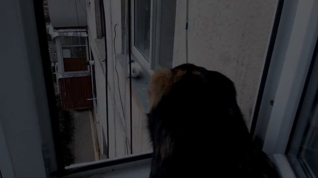 Смешные Кошки_ Лучшие Моменты, Которые Поднимут Вам Настроение смотреть онлайн