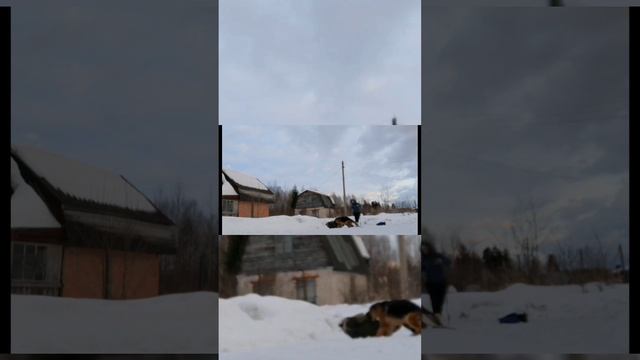 Немецкая овчарка, охрана хозяина#собака #охранадома#немецкаяовчарка смотреть онлайн